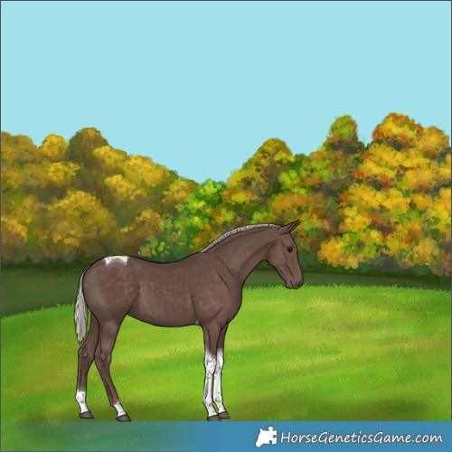 Horse Color:Silver Black Tobiano 
