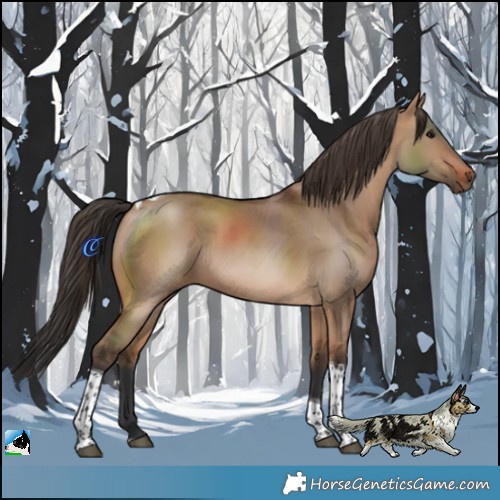 Horse Color:Bay Dun Tobiano 