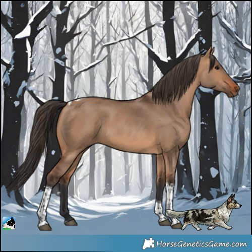 Horse Color:Bay Dun Tobiano 