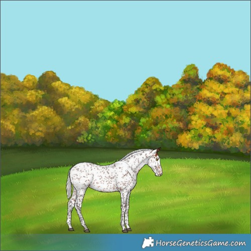 Horse Color:White Spotted Silver Brown Sabino 