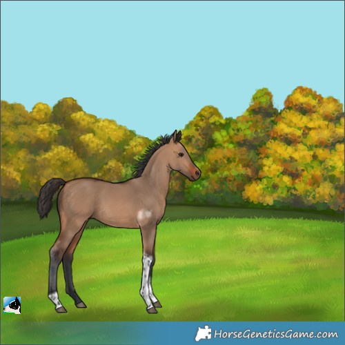 Horse Color:Bay Dun Tobiano 