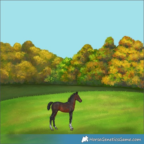Horse Color:Brown Tobiano 