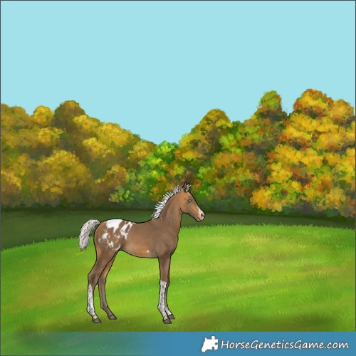 Horse Color:Silver Buckskin Sabino Tobiano Blanket 