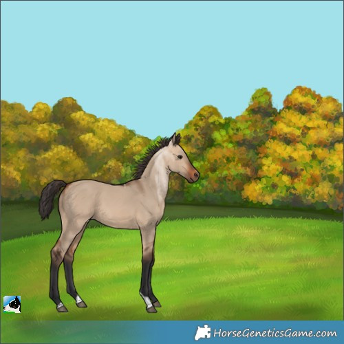 Horse Color:Bay Dun Tobiano 