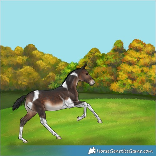 Horse Color:Brown Tobiano
