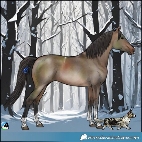 Horse Color:Brown Dun Tobiano 