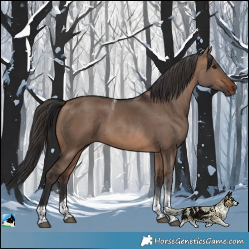 Horse Color:Brown Dun Tobiano