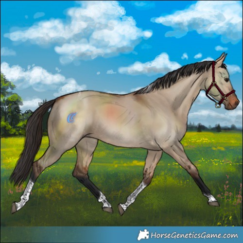 Horse Color:Bay Dun Tobiano 