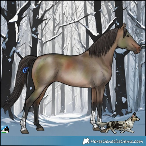 Horse Color:Brown Dun Tobiano 