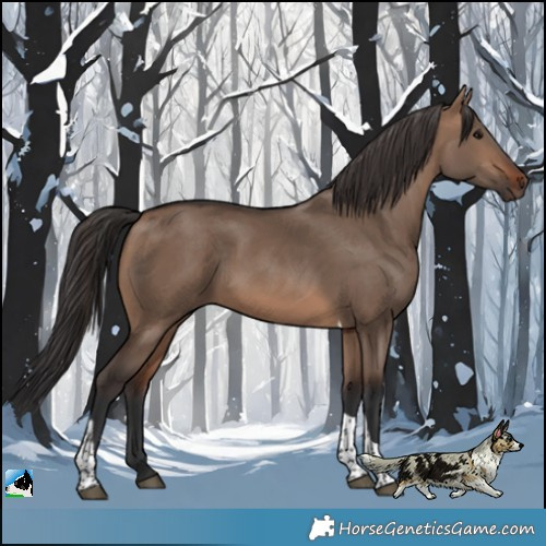 Horse Color:Brown Dun Tobiano 