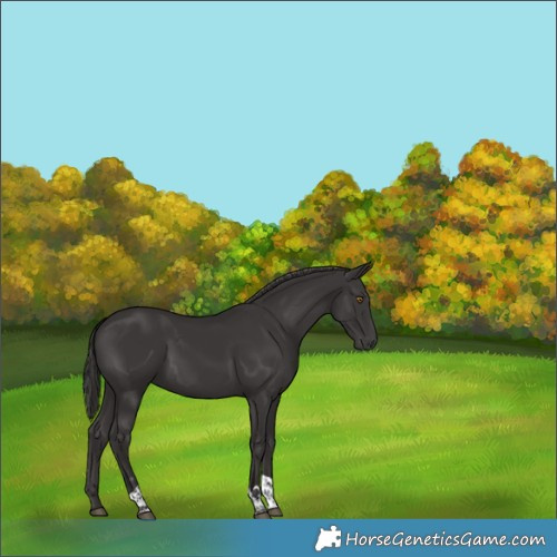 Horse Color:Smoky Black Tobiano 