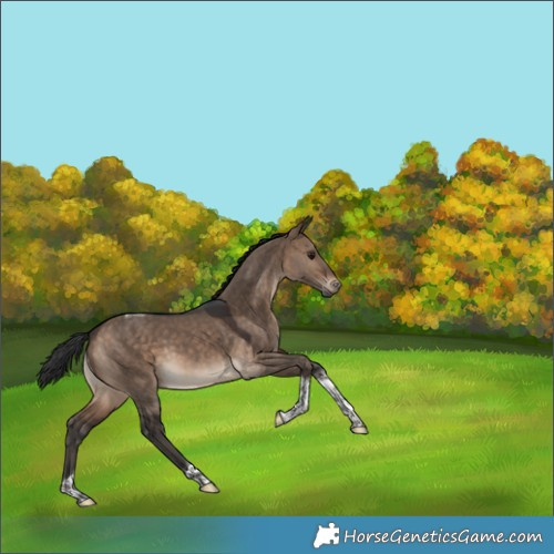 Horse Color:Bay Dun Tobiano