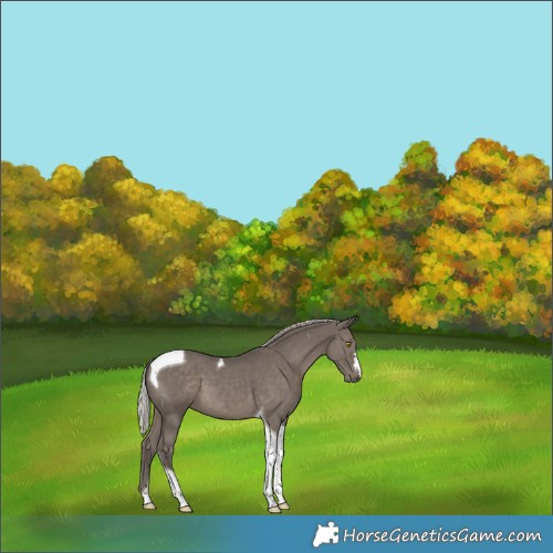Horse Color:Silver Black Tobiano 