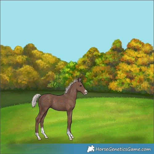 Horse Color:Silver Black Sabino 