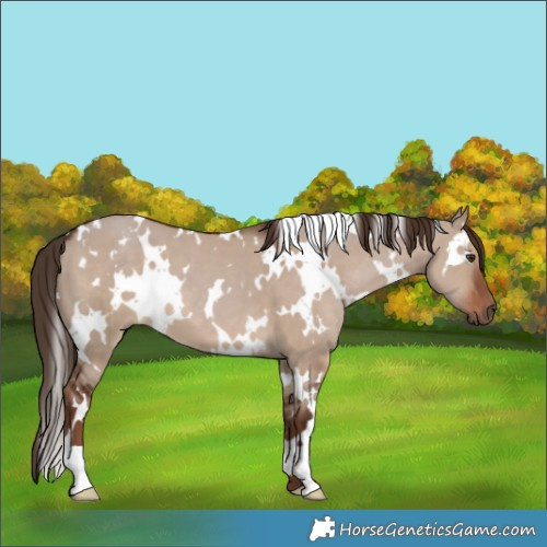 Horse Color:White Spotted Liver Red Dun 