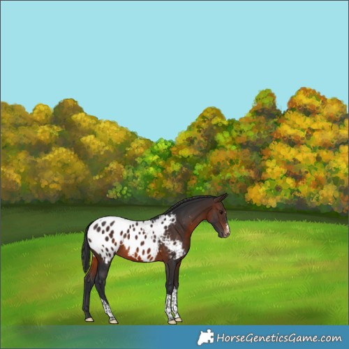 Horse Color:Brown Sabino Tobiano Appaloosa 