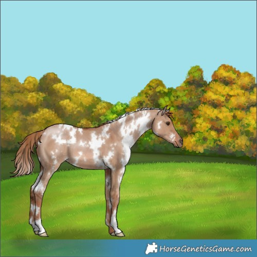 Horse Color:White Spotted Red Dun 