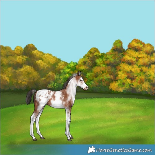 Horse Color:White Spotted Bay Splash Frame Blanket 