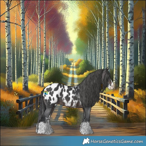 Horse Color:Brown Sabino Splash Appaloosa