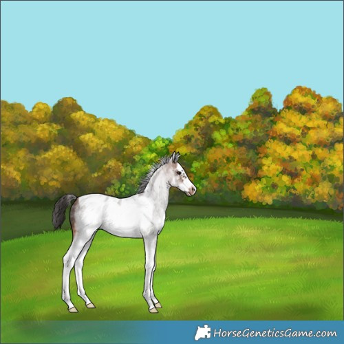 Horse Color:White Spotted Brown Roan Splash Frame Skewed Appaloosa 