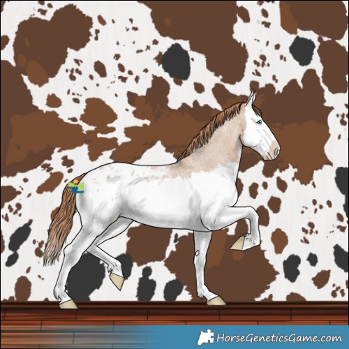 Horse Color:Red Dun Roan Splash Blanket 