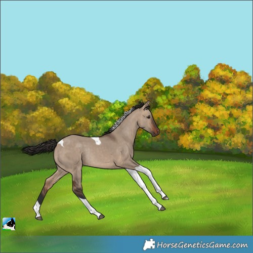 Horse Color:Bay Dun Tobiano Rabicano 