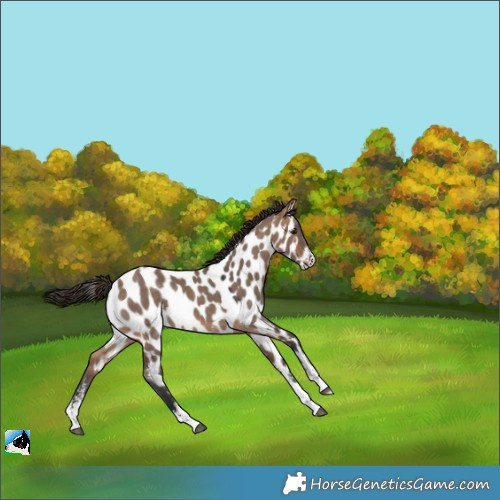 Horse Color:Bay Dun Sabino Tobiano Appaloosa Rabicano 