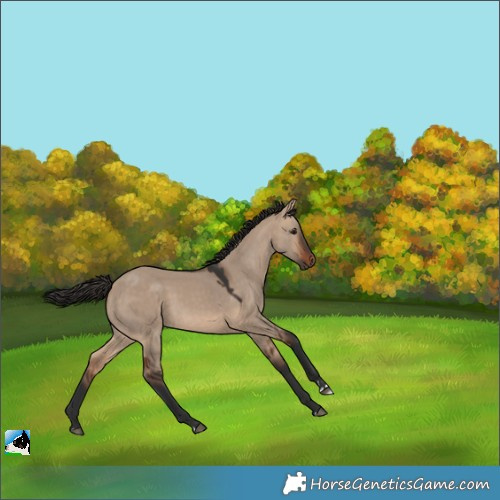Horse Color:Bay Dun Rabicano 
