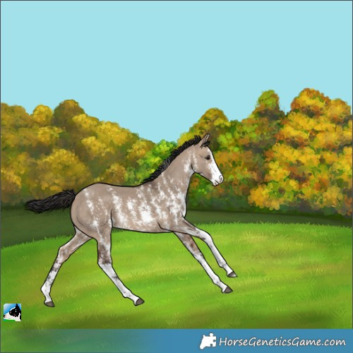 Horse Color:Bay Dun Sabino Rabicano 