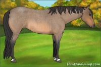 Horse Color:Buckskin Roan