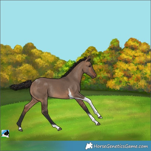 Horse Color:Bay Dun Tobiano Rabicano