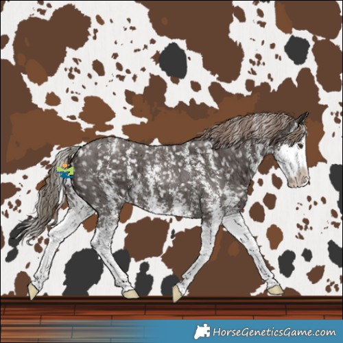 Horse Color:Liver Chestnut Sabino Splash Snowflake Varnish