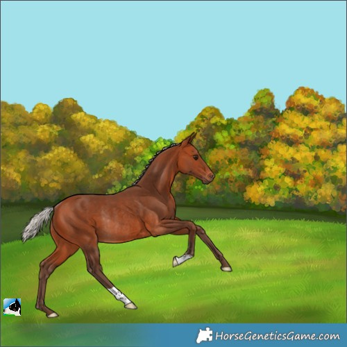 Horse Color:Silver Bay Rabicano 