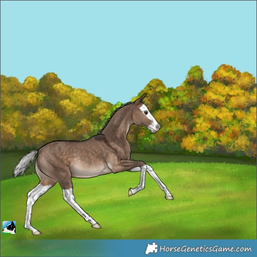 Horse Color:Silver Brown Dun Splash Rabicano 