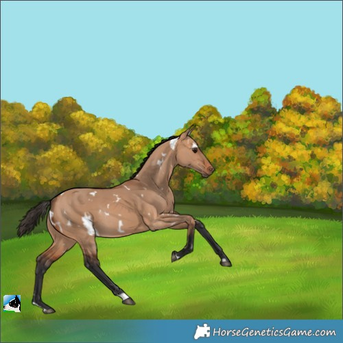 Horse Color:White Spotted Bay Dun Rabicano 