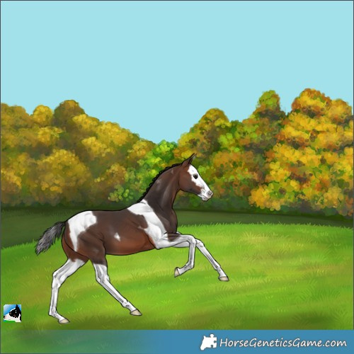 Horse Color:Brown Splash Tobiano 