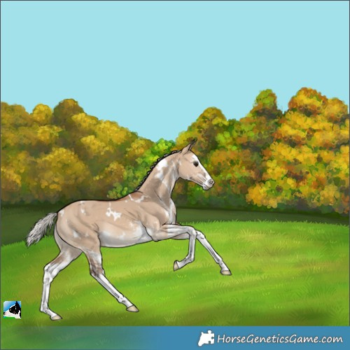 Horse Color:White Spotted Silver Brown Dun Splash