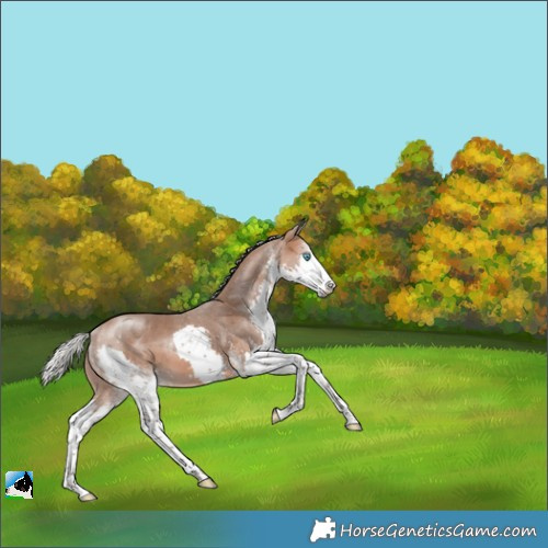 Horse Color:White Spotted Silver Brown Splash