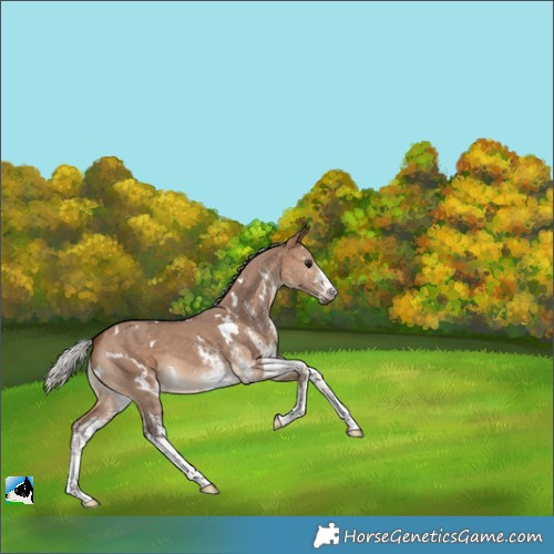 Horse Color:White Spotted Silver Brown Dun
