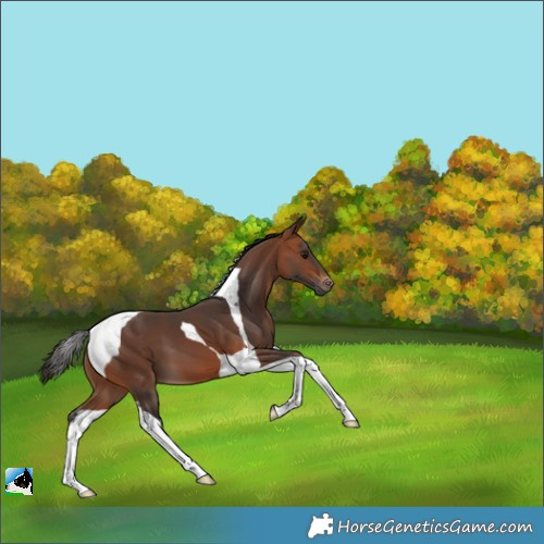 Horse Color:Bay Tobiano