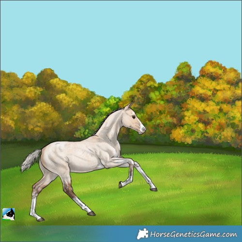 Horse Color:White Spotted Silver Bay Roan Dun