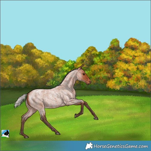 Horse Color:Silver Bay Roan