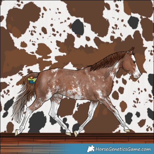 Horse Color:Chestnut Sabino Splash Blanket 