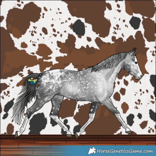 Horse Color:Gray Blue Roan Splash Blanket 