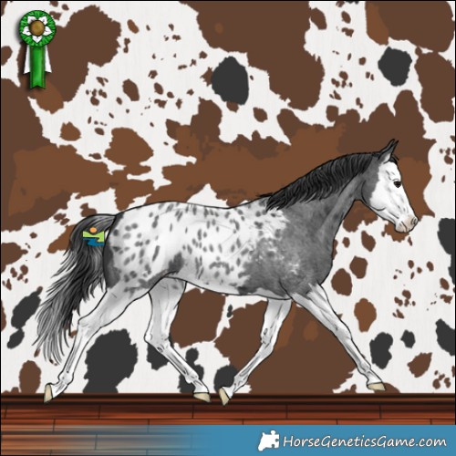 Horse Color:Blue Roan Splash Blanket 