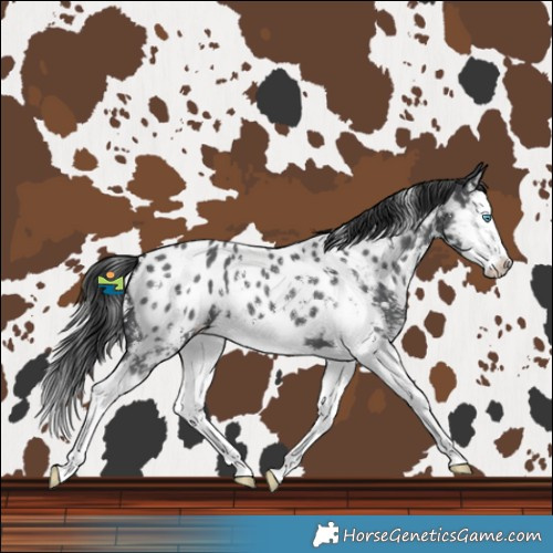 Horse Color:Black Sabino Splash Near Leopard 