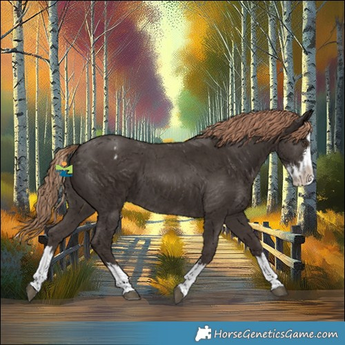 Horse Color:Liver Chestnut Sabino Splash Appaloosa 