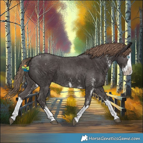 Horse Color:Liver Chestnut Sabino Splash Appaloosa 