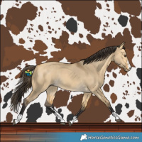 Horse Color:Buckskin Dun Rabicano 