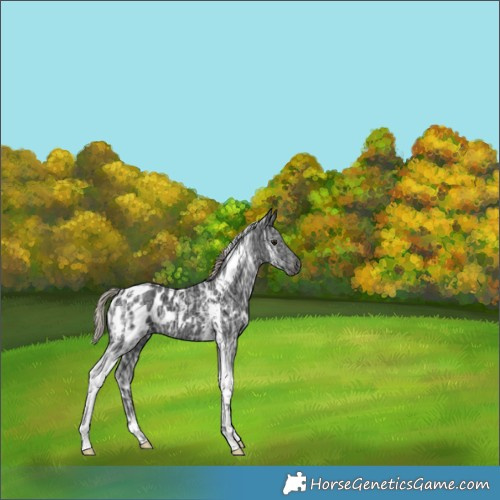 Horse Color:Gray Silver Brown Ice Tobiano Appaloosa